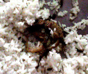 bilaspur mysterious death