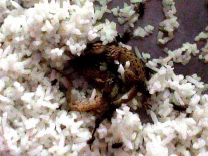 dead lizards found in mid day meal, 500 students got sick