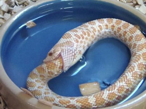 when snake bites its own tail