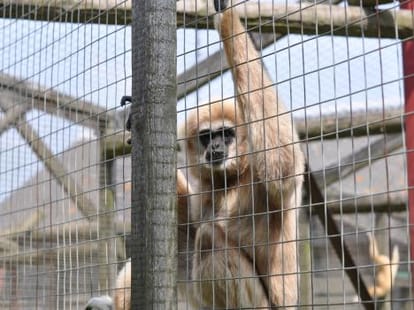 Forest department caught gibbon at CM residence