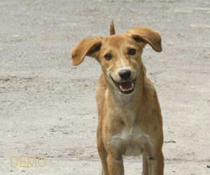 Rabies found in Sec 20 Dog