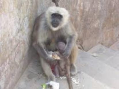 Forest department caught gibbon at CM residence