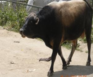 Three year old fearless boy steers stray bulls on road