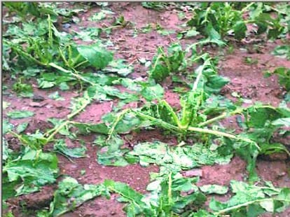 price hike of vegitables in shimla