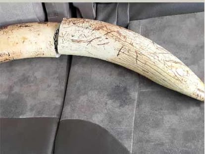 Ivory smugglers busted, 11 kg teeth recovered