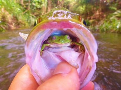 frog in mouth of a fish