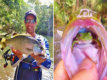 frog in mouth of a fish
