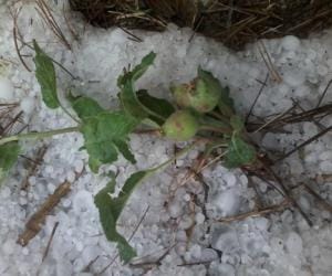Apple and cash crops destroyed by hail