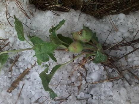 Hail destroyed apple crop in Himachal