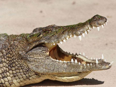 crocodile enter in home