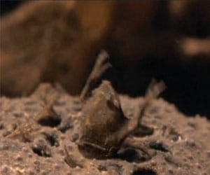 surinam toad who reproduces from its back