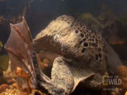 surinam toad who reproduces from its back
