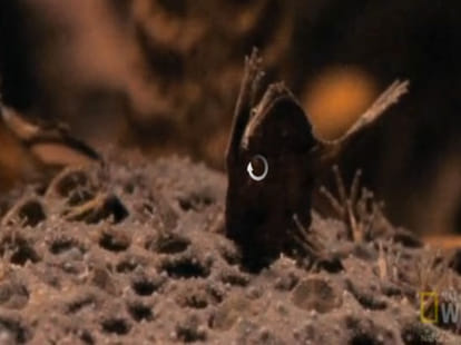surinam toad who reproduces from its back