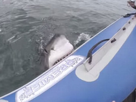 moment when shark sunk its teeth to a rubber dingy