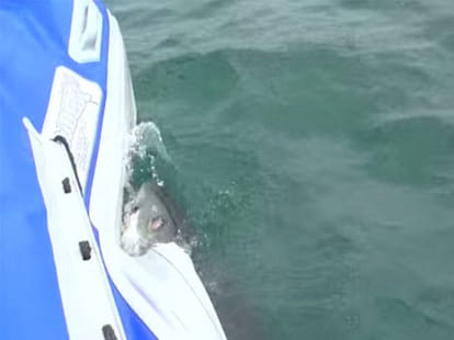 moment when shark sunk its teeth to a rubber dingy