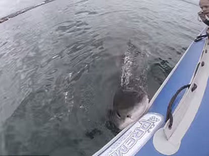 moment when shark sunk its teeth to a rubber dingy