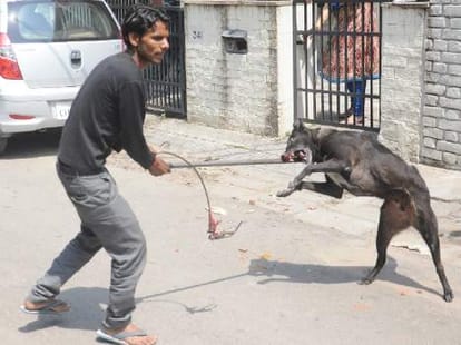 Because of the heat dog and monkey frenzy