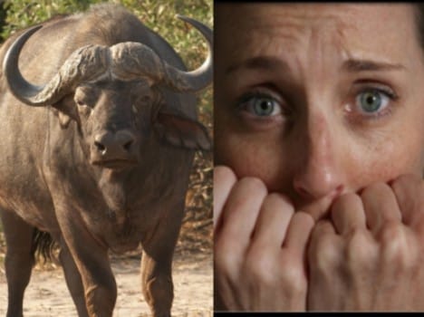 complain against buffalo