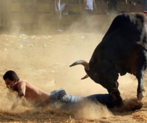 Bull rammed into the ground during the rehearsal of the Republic Day