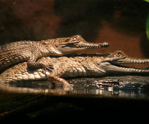 fatherhood of crocodile