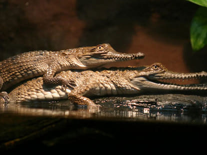 crocodile enter in bathroom