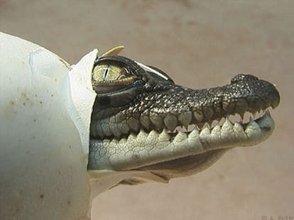 fatherhood of crocodile