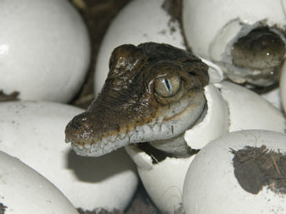 fatherhood of crocodile