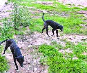 One Dog Death in Sec 20