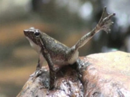 frog who can dance