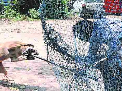 Heirless Dogs Terror in Chandigarh