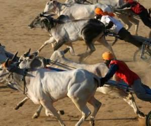 Supreme Court Ban on Bullock Cart Race in Punjab