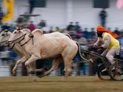 Supreme Court Ban on Bullock Cart Race in Punjab