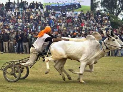 Supreme Court Ban on Bullock Cart Race in Punjab