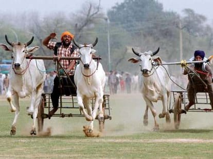 Supreme Court Ban on Bullock Cart Race in Punjab