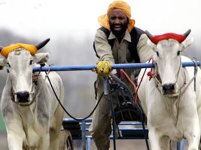Supreme Court Ban on Bullock Cart Race in Punjab