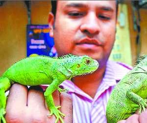 Enterprenure and Animal Lover Interview