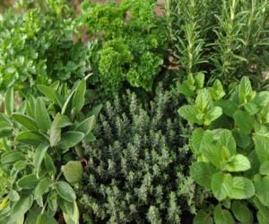 smuggling of herbs in Himachal