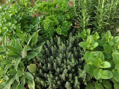 herbs ceased at lakhanpur toll plaza