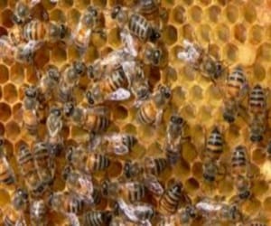 bees attack on peoples in marriage