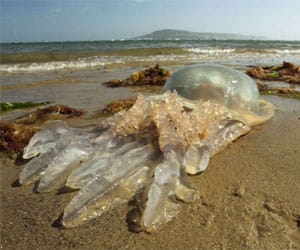 jellyfish heading towards shore