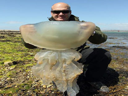 jellyfish heading towards shore
