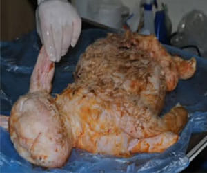 sheep gives birth to human