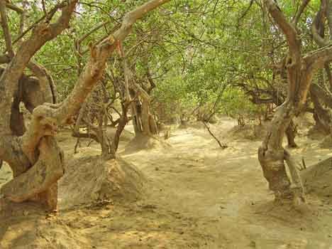 mystery of nidhivan vastu