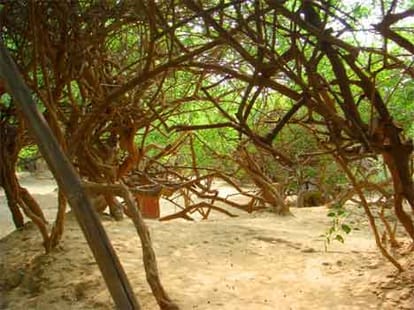 mystery of nidhivan vastu