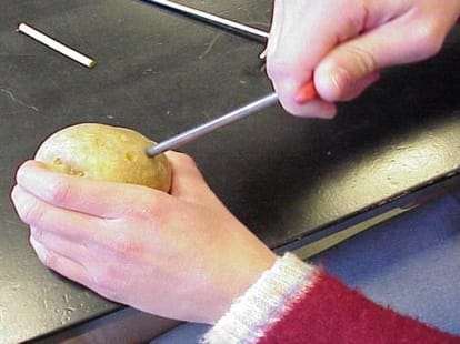 Shimla can grow a U.S variety potato