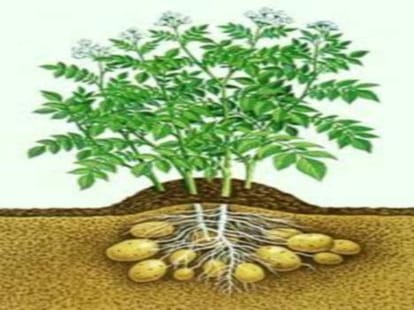 Shimla can grow a U.S variety potato
