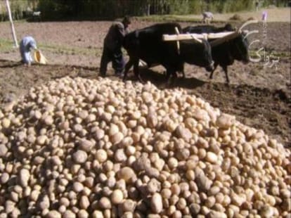 Shimla can grow a U.S variety potato