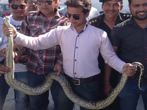 python in car