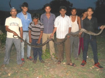 python in car