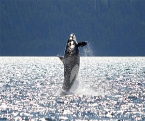 world's oldest whale